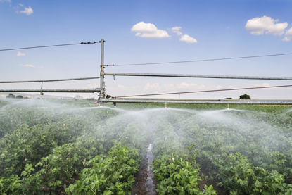 Irrigation of Cotton crops