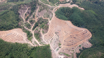 Deforestation