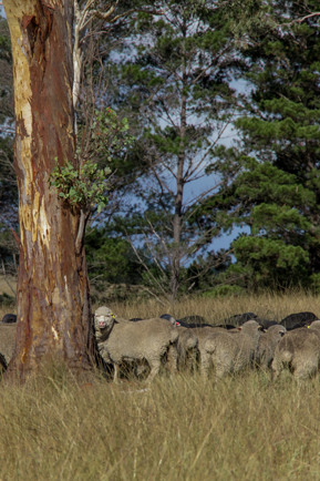 Merino Sheep on Gostwyck